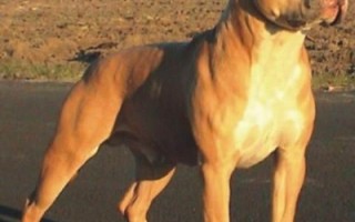 American Sraffordshire Terrier 2